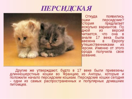 Доклад про котенка