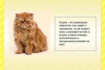 Рассказ про кота