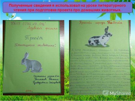 Проект про домашних животных