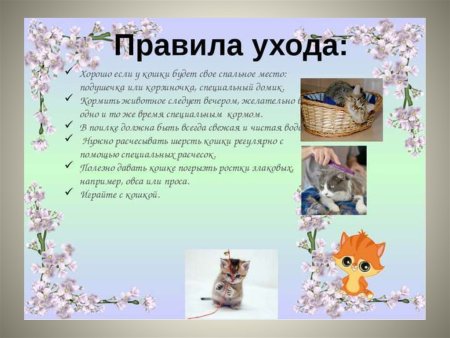 Презентация о домашних питомцах