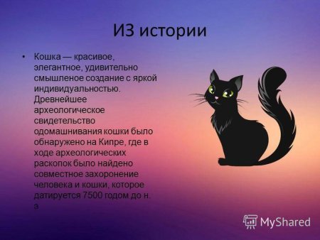 Маленький рассказ про кошку