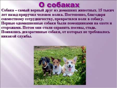 Рассказ об тамошних животных