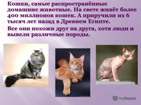 Доклад о домашних животных