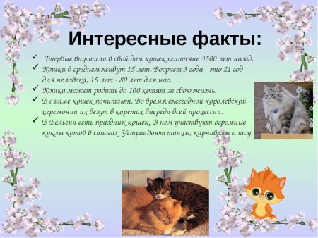 Доклад про кошек