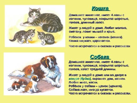 Описание домашних живот