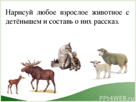 Рассказ о домашних животных и их детенышей