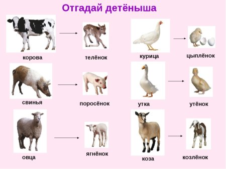 Домашние животные и их названия