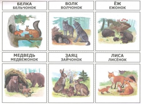 Дикие животные и их Детеныши