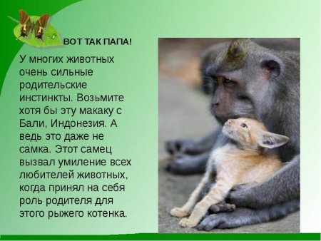 Истории о воспитании животными чужих детенышей