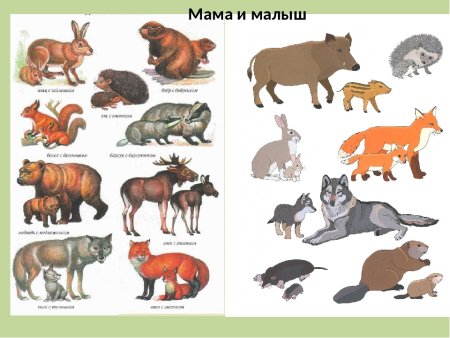 Лесные животные для детей
