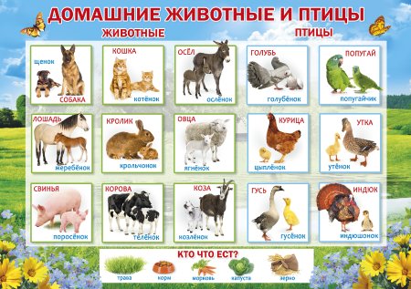 Плакат. Домашние животные.