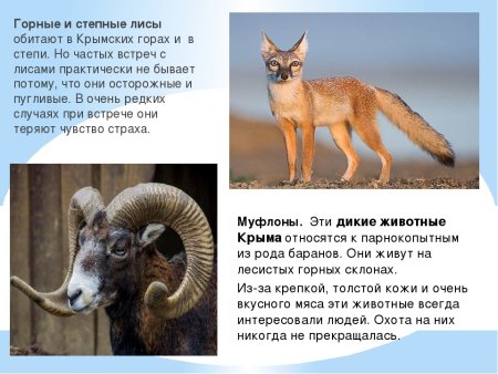 Редкие животные Крыма