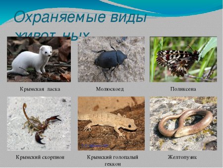 Название редких животных Крыма