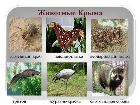 Животный мир Крыма основные представители