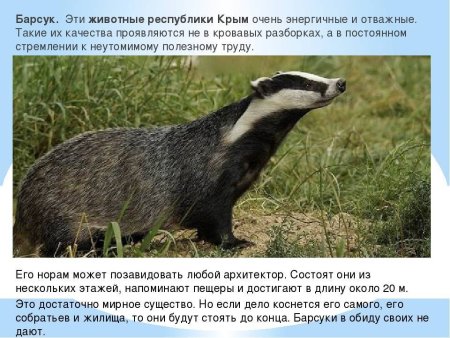 Животные из красной книги Крыма