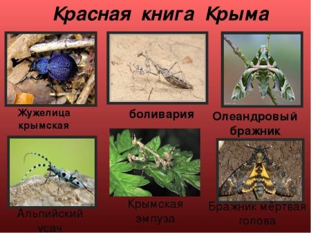 Животные которые занесены в красную книгу Крыма