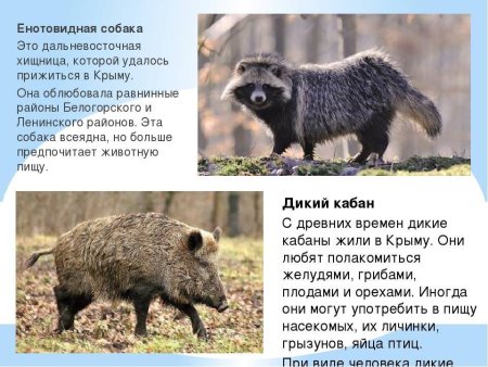 Енотовидная собака красная книга Крыма