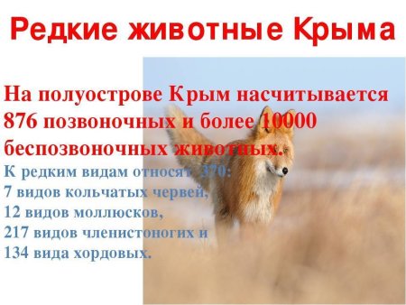 Животные красной книги рисунки