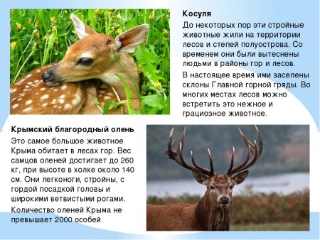Животные красной книги рисунки
