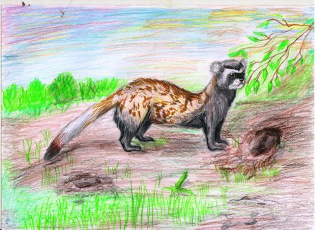 Рисунки редких животных