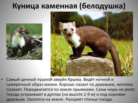 Многообразие природы