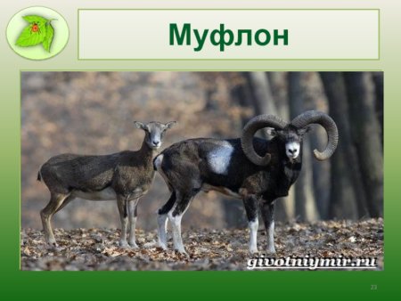 Животные Крыма рисунок