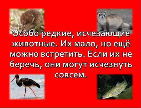Косуля европейская risunki