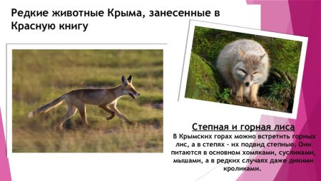 Животные красной книги Крыма