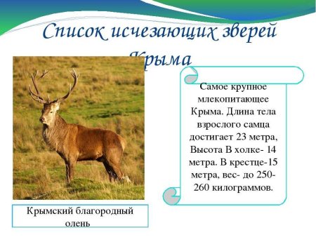 Рисунок на тему животные