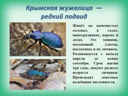 Краснокнижные птицы Крыма