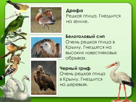 Иллюстрации краснокнижных растений и животных