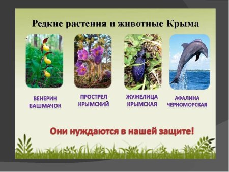 Животные красной книги Крыма