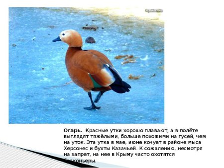Рисунок на тему красная книга