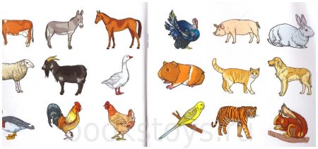 Рисунки домашних животных цветные
