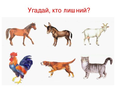 Домашние животные предметные картинки для детей