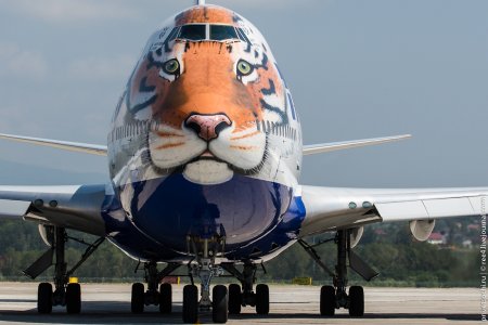 Боинг 747 Трансаэро тигр