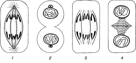 Деление телофаза растительная клетка