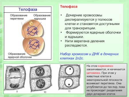 Деление телофаза растительная клетка