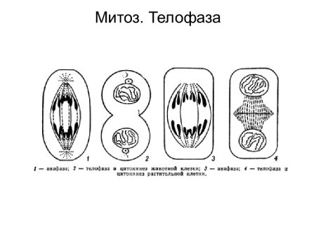 Митоз телофаза цитокинез