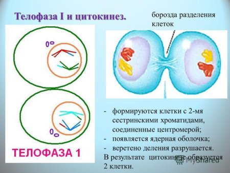Деление телофаза растительная клетка