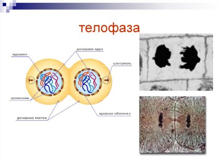 Телофаза растительной клетки митоз