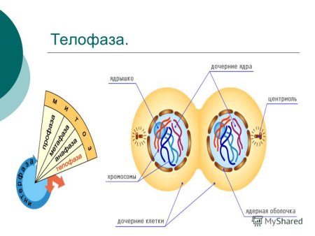Цитокинез у животных и растительных клеток
