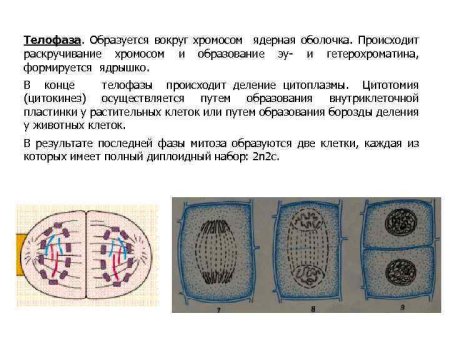 Метафаза растительной клетки