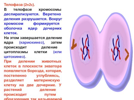 Телофаза митоза