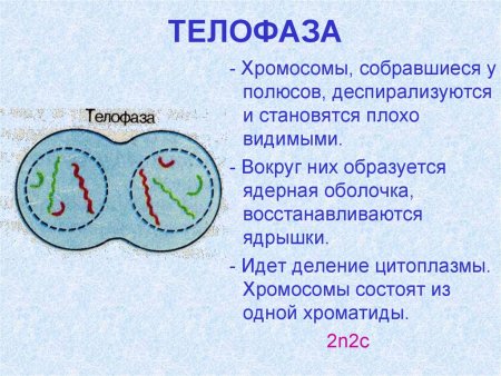 Культуры клеток и тканей животных