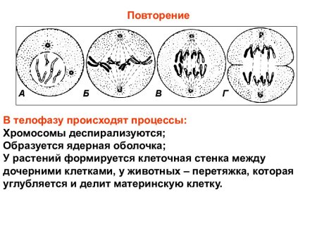 Кариокинез растительных клеток