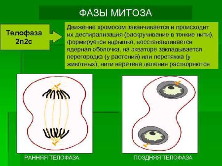 Телофаза дочерние хромосомы