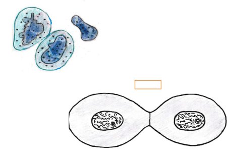 Телофаза II хромосомы