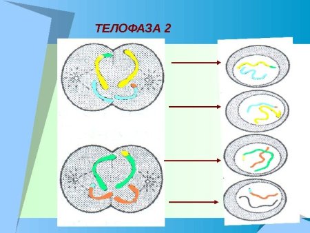 Анафаза микротрубочки веретена деления