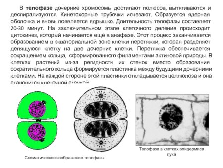 Деление растительной клетки митоз схема